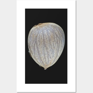 Macro photo of an apricot seed kernel Posters and Art